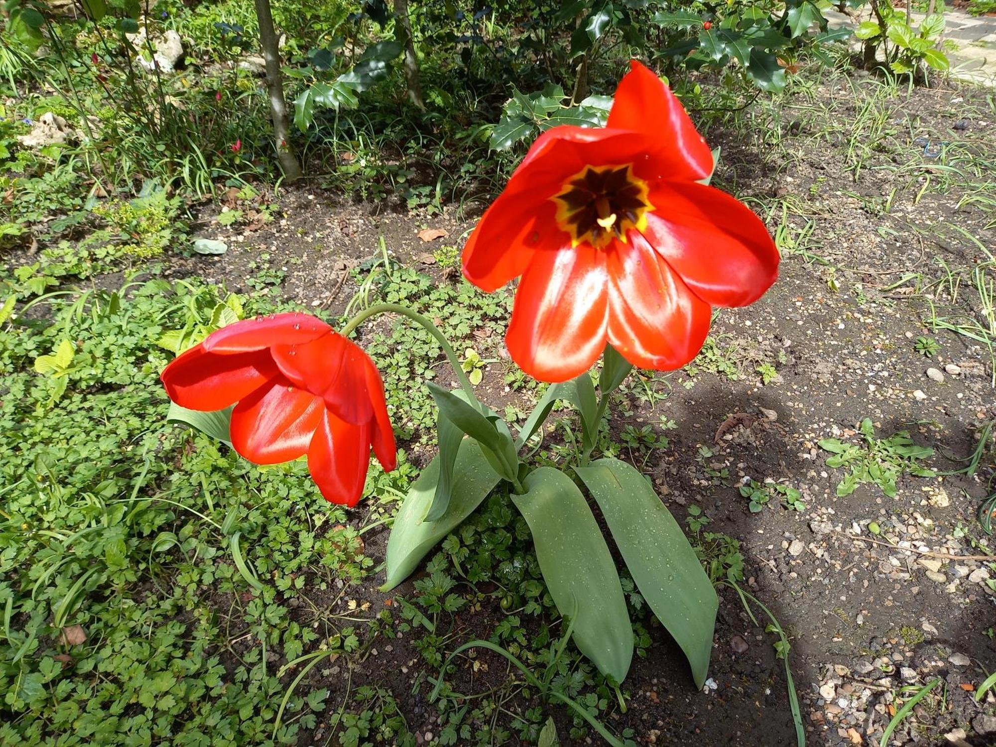 낭시 La Teranga De Kadi & Cathy, Avec Jardin Privatif 아파트 외부 사진